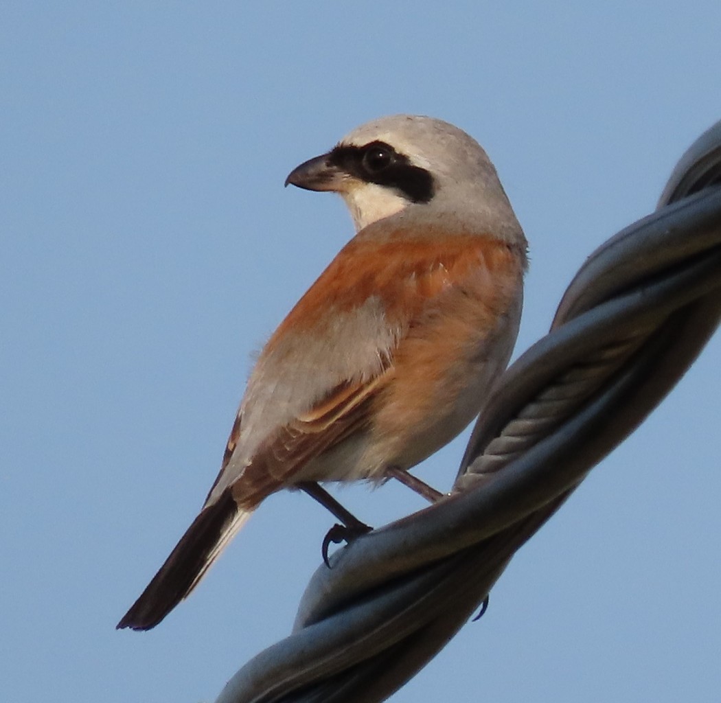 Red-backed Shrike