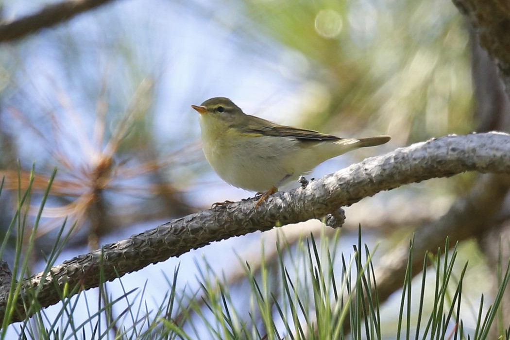 Willow Warbler