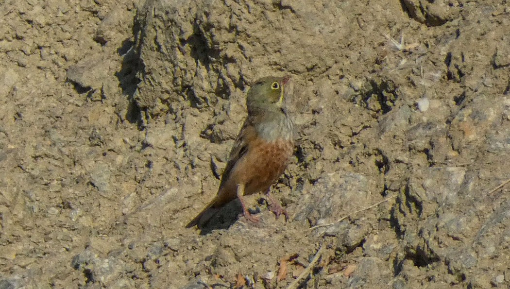 Ortolan Bunting