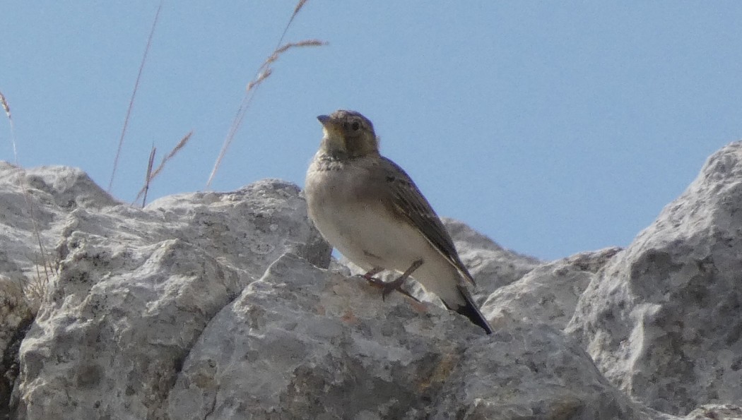 Horned Lark