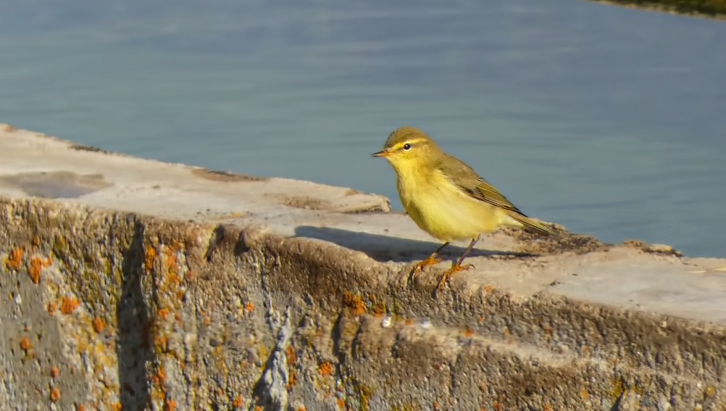 Willow Warbler