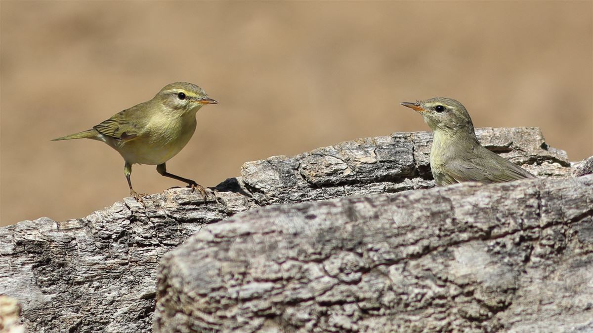 Willow Warbler