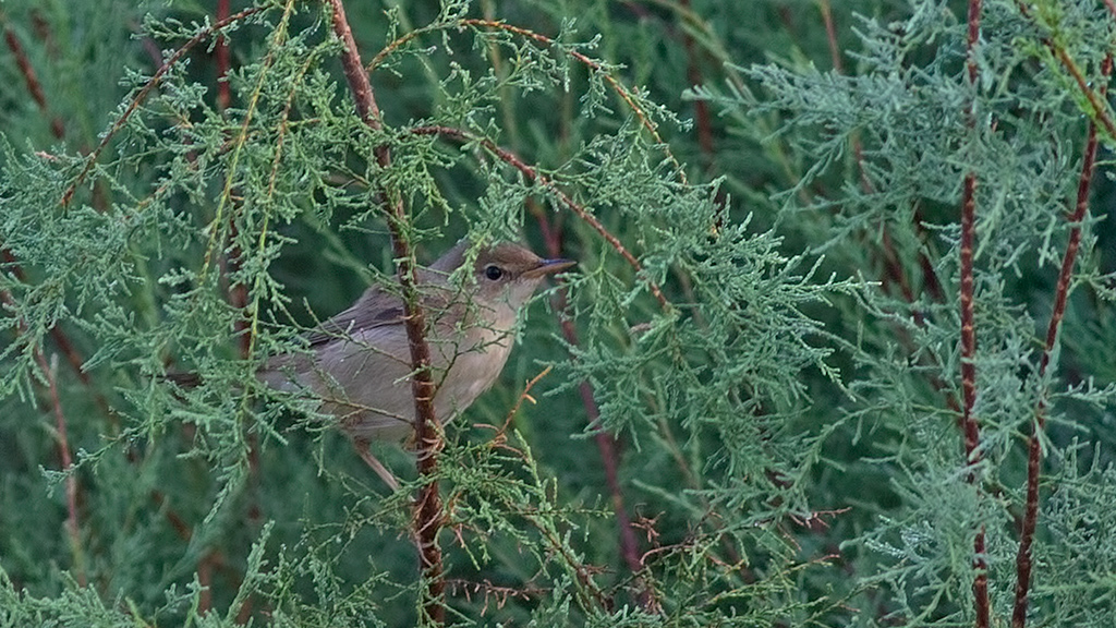 Marsh Warbler