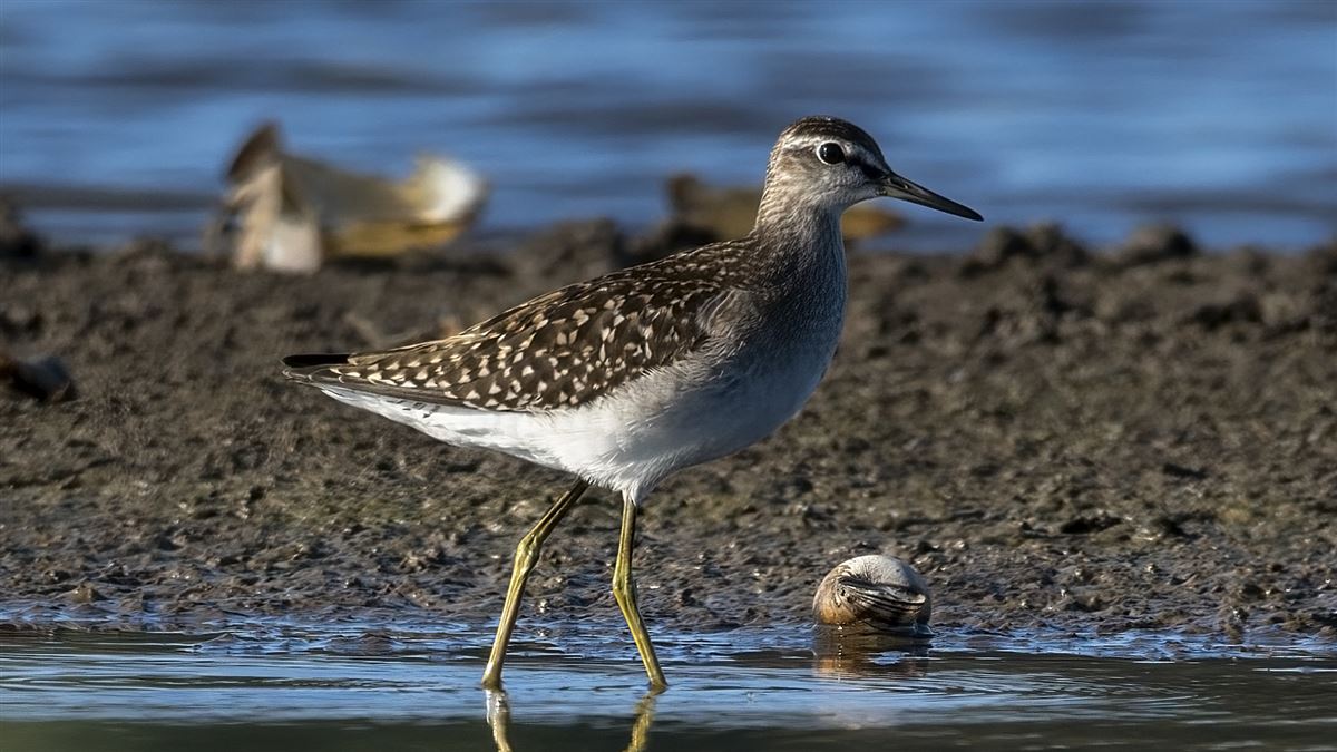 Wood Sandpiper