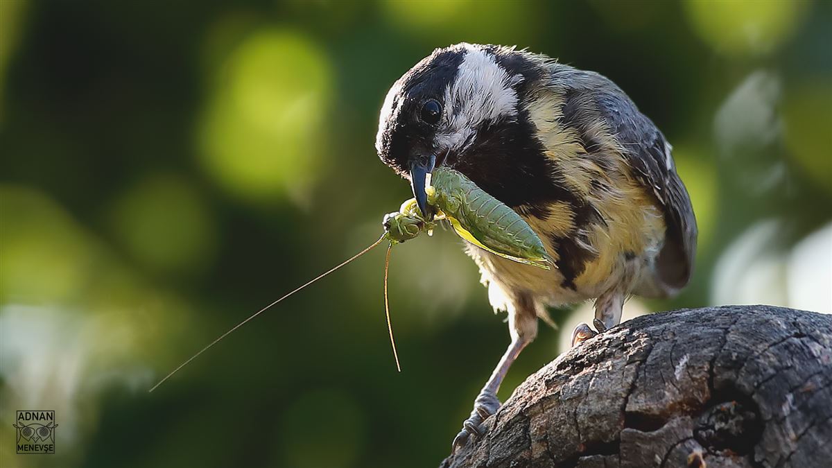 Great Tit