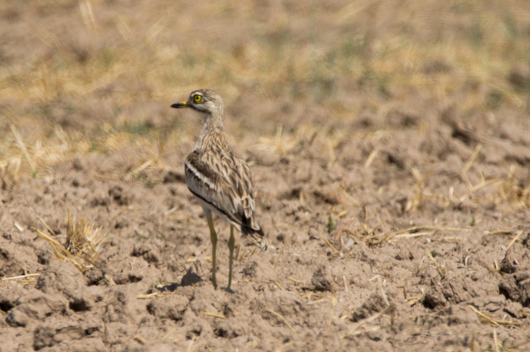 Eurasian Stone-curlew