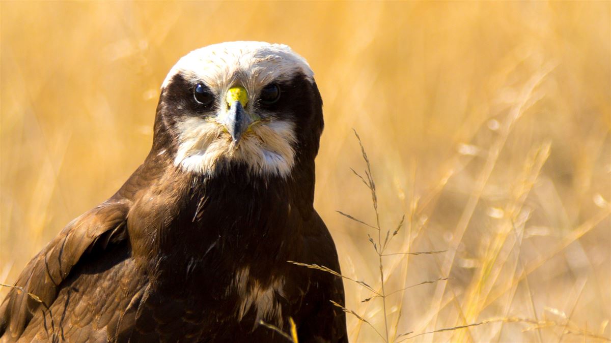 Western Marsh Harrier