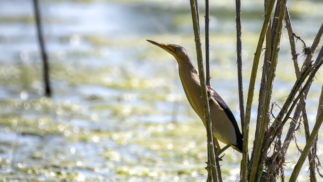 Little Bittern