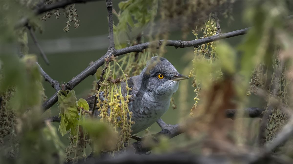 Barred Warbler