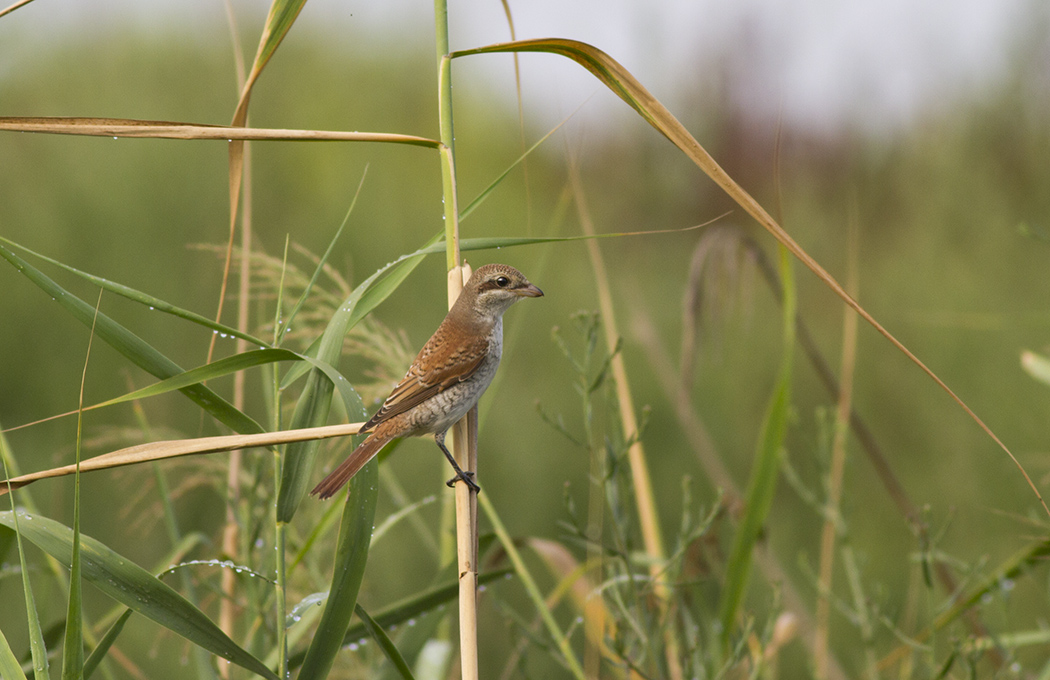 Red-backed Shrike