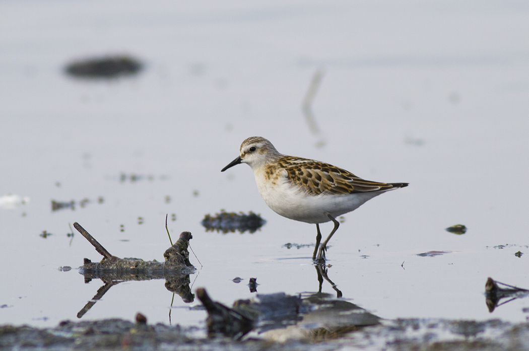 Little Stint