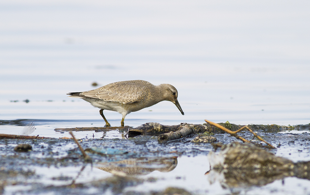 Red Knot