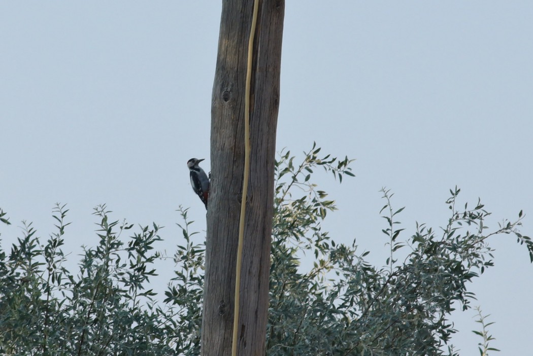 Syrian Woodpecker