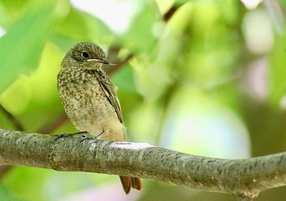Common Redstart