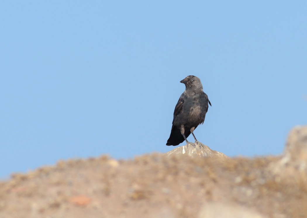 Western Jackdaw