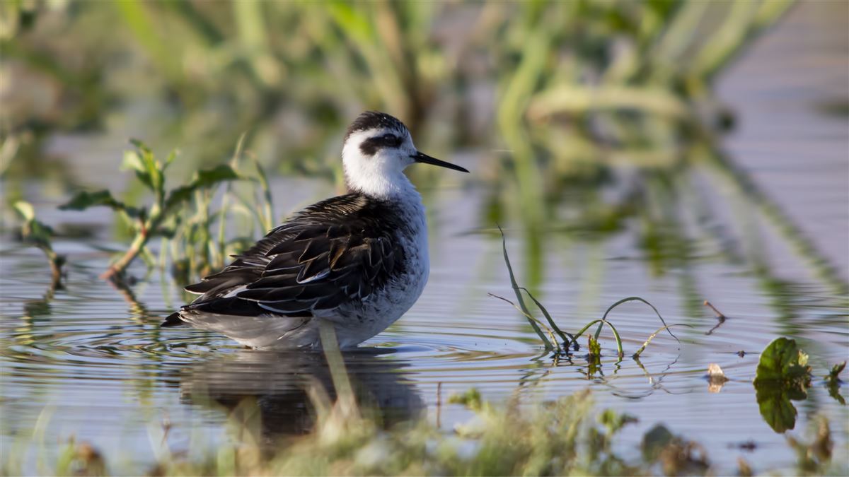 Red-necked Phalarope