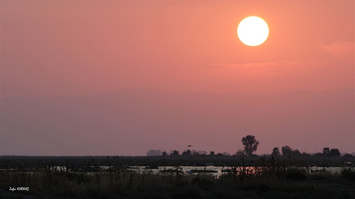 Greater Flamingo