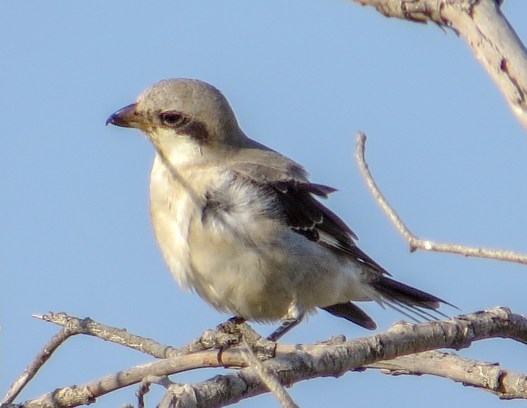 Lesser Grey Shrike