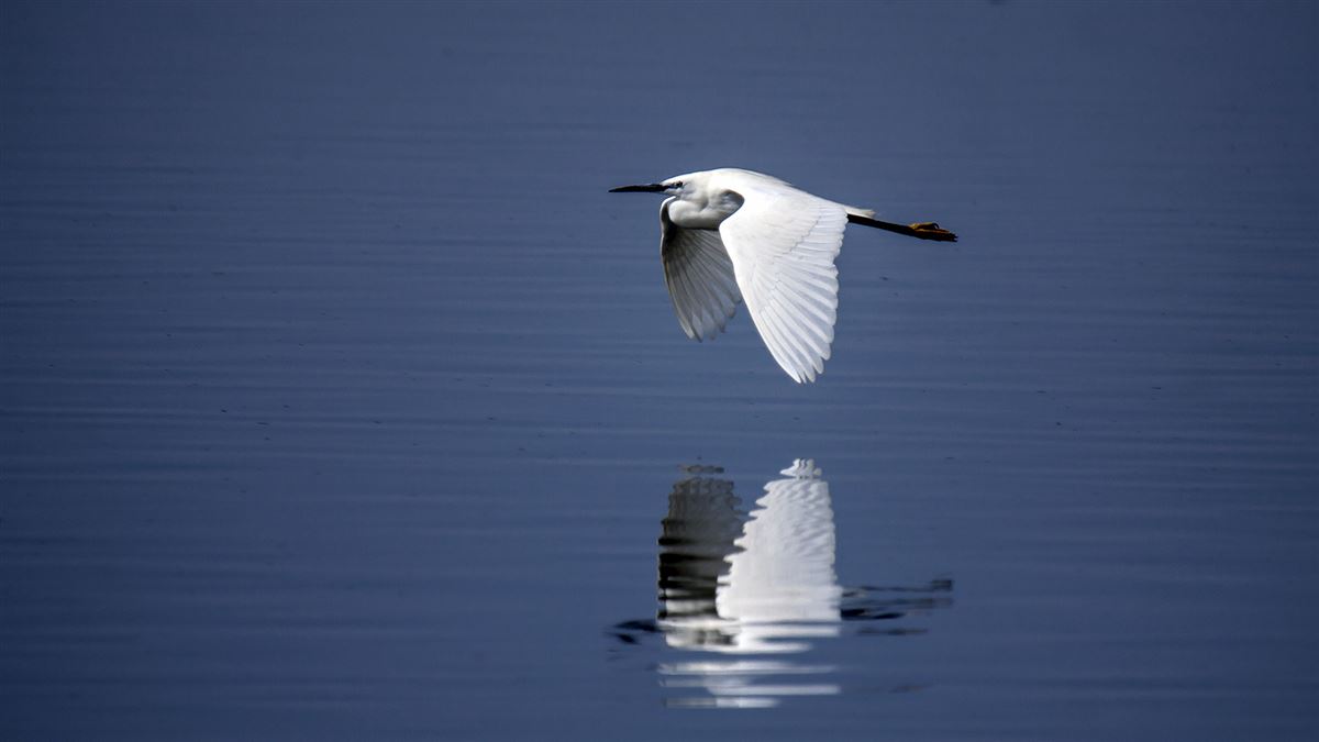Little Egret
