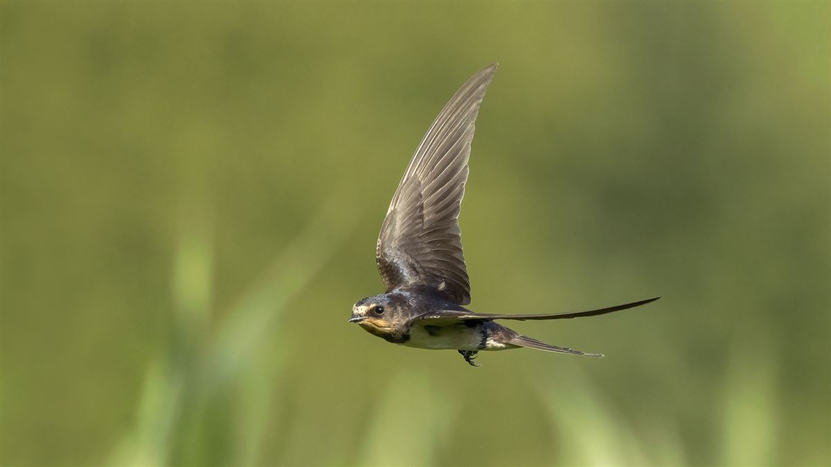 Barn Swallow
