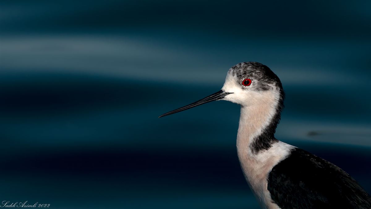 Black-winged Stilt