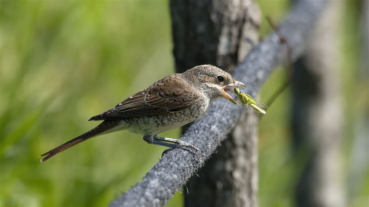 Red-backed Shrike