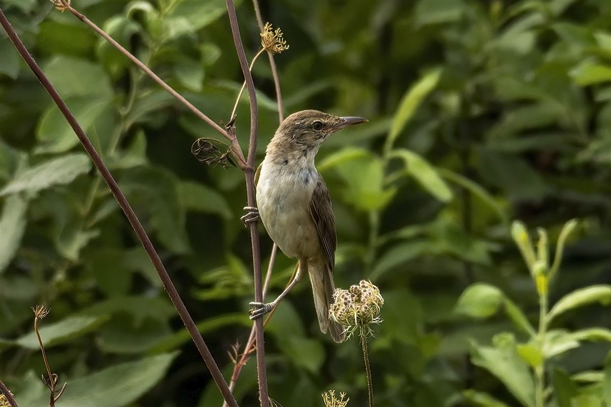 Great Reed Warbler