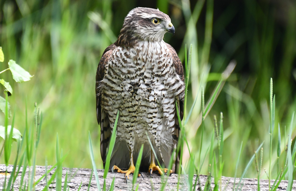 Eurasian Sparrowhawk