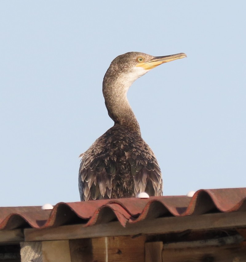 European Shag