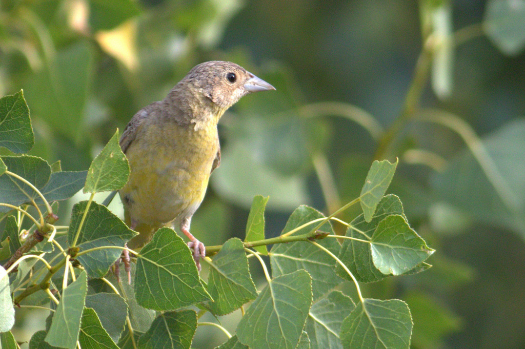 Black-headed Bunting