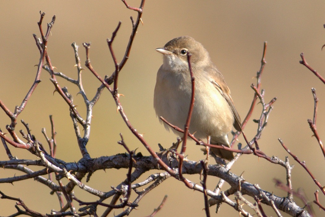 Common Whitethroat