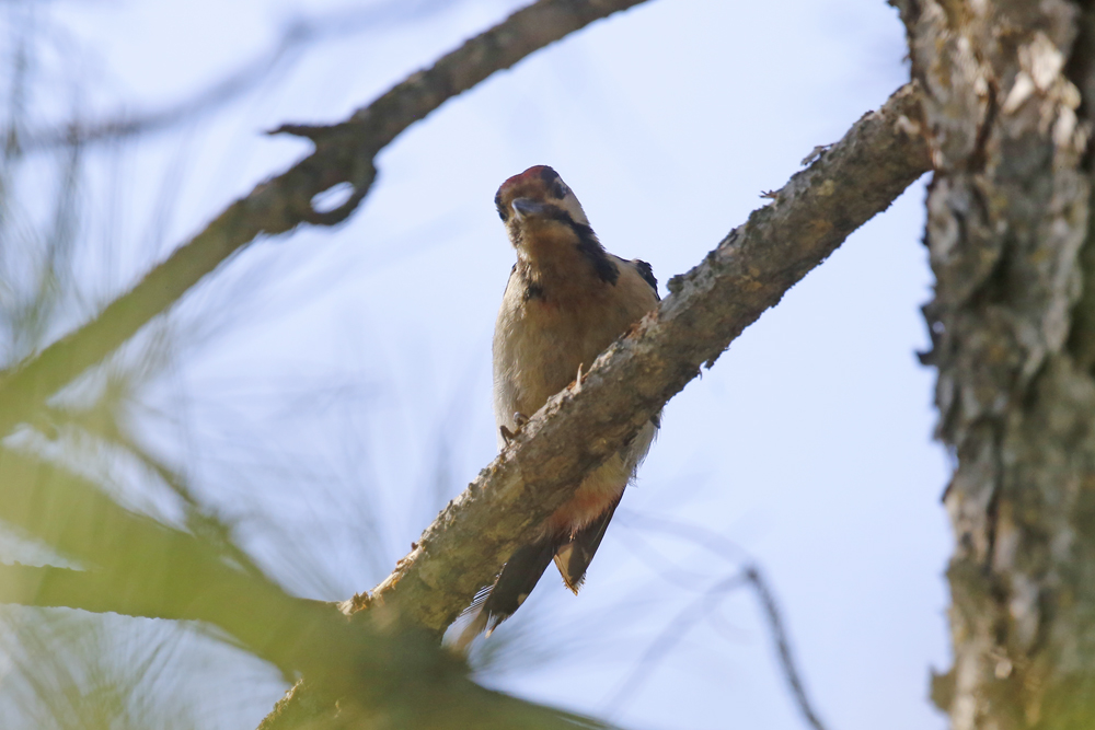 Great Spotted Woodpecker
