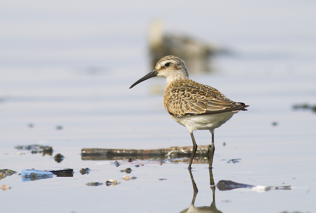 Curlew Sandpiper