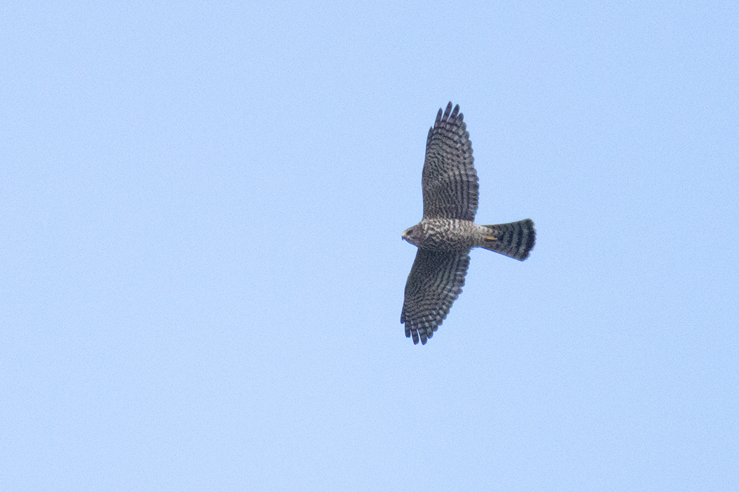 Levant Sparrowhawk