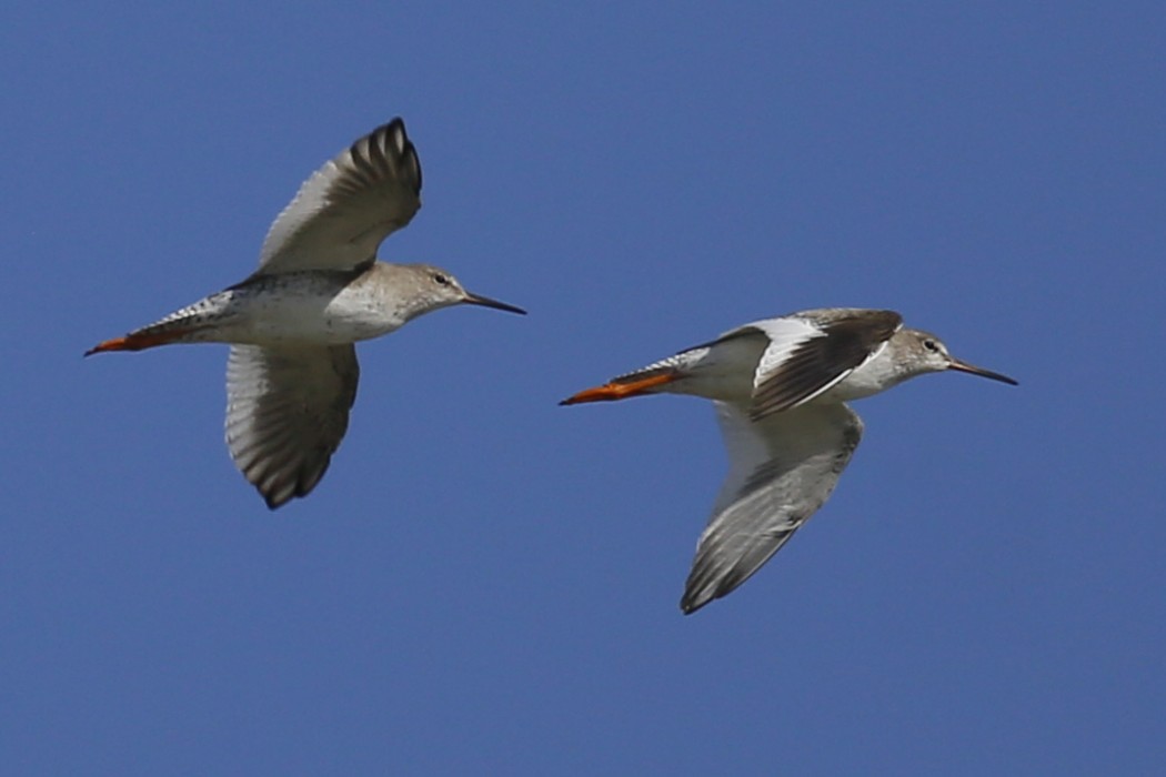 Common Redshank
