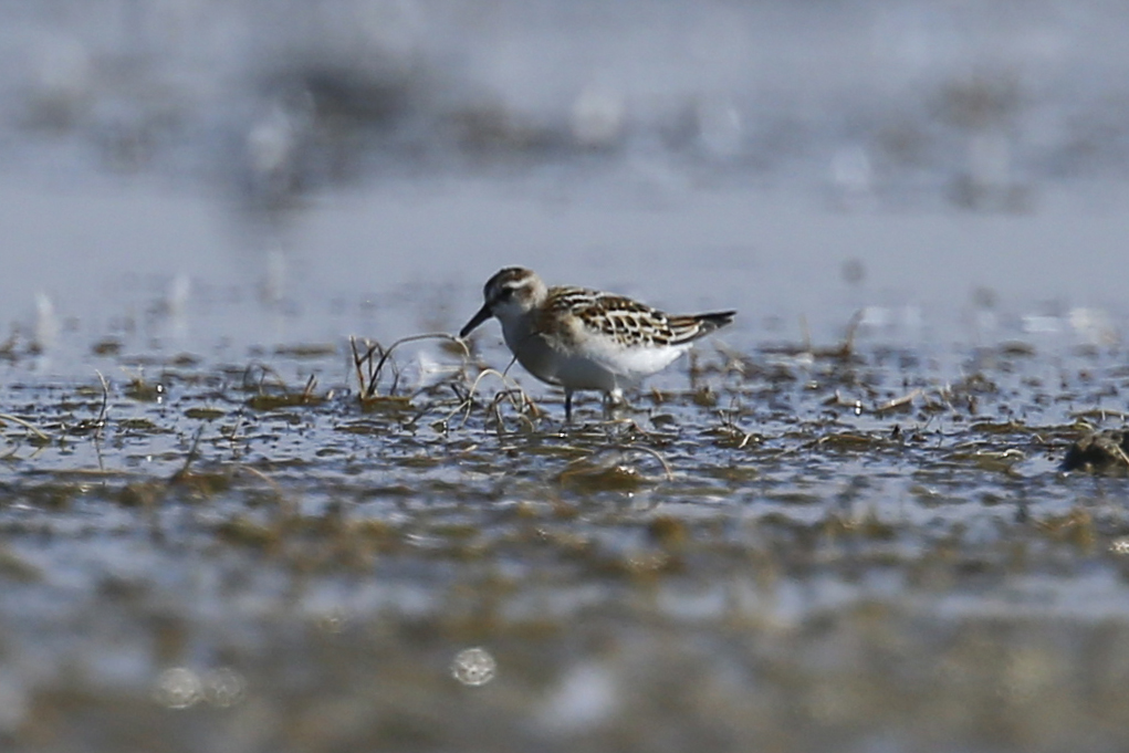 Little Stint