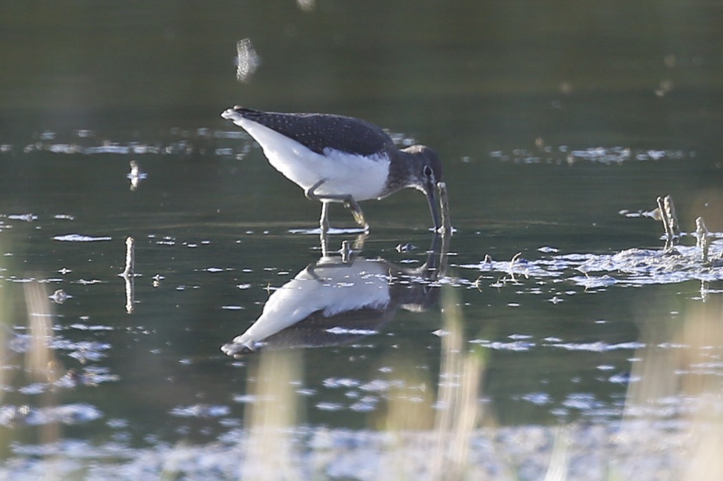 Green Sandpiper