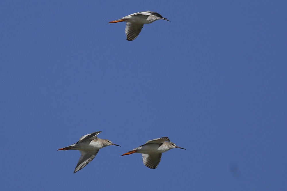 Common Redshank