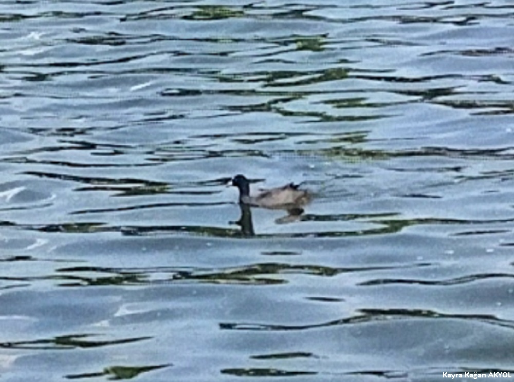 Eurasian Coot