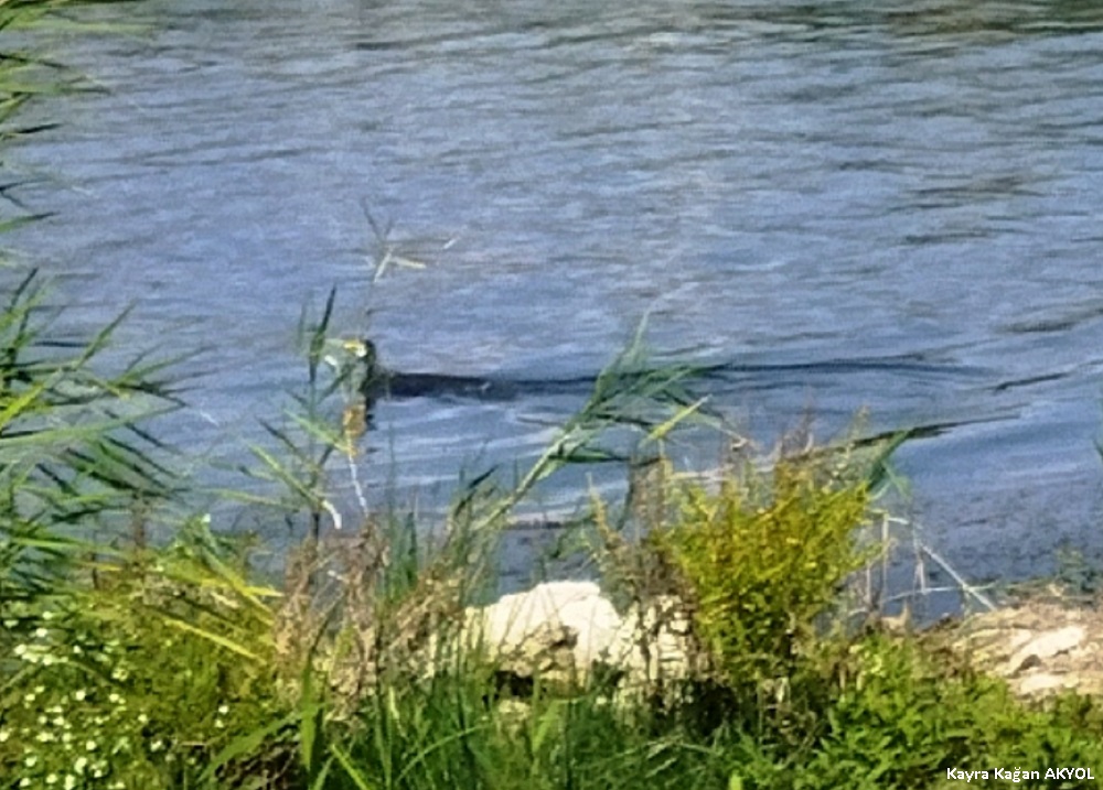 Great Cormorant