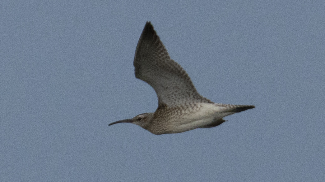 Eurasian Whimbrel