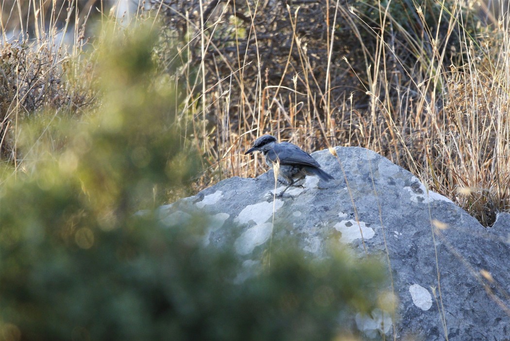 Western Rock Nuthatch