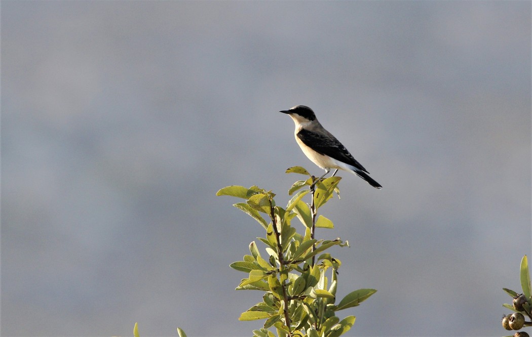 Northern Wheatear