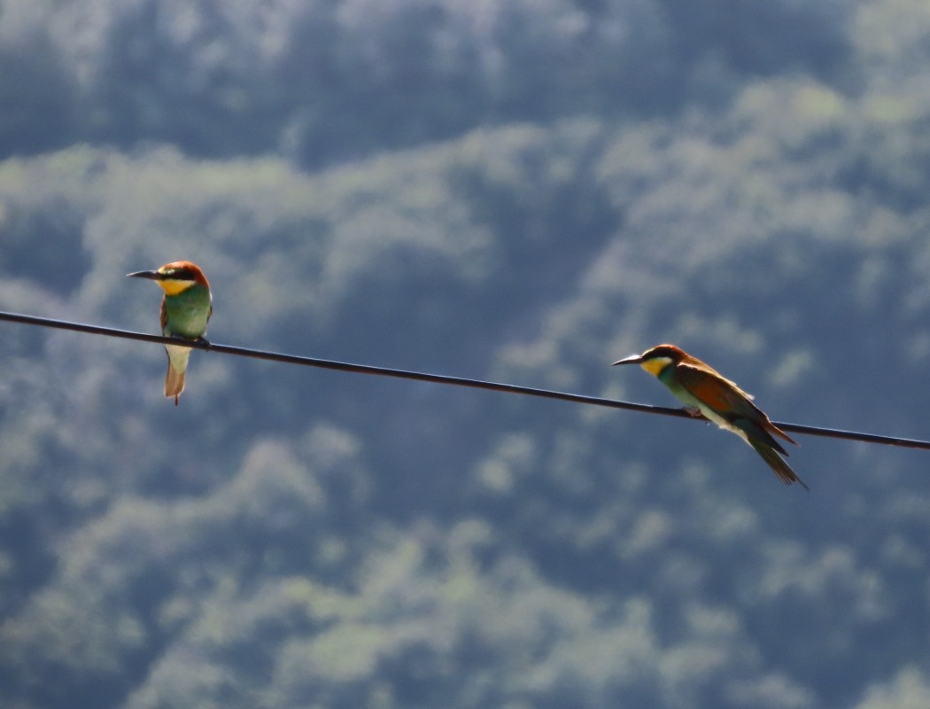 European Bee-eater