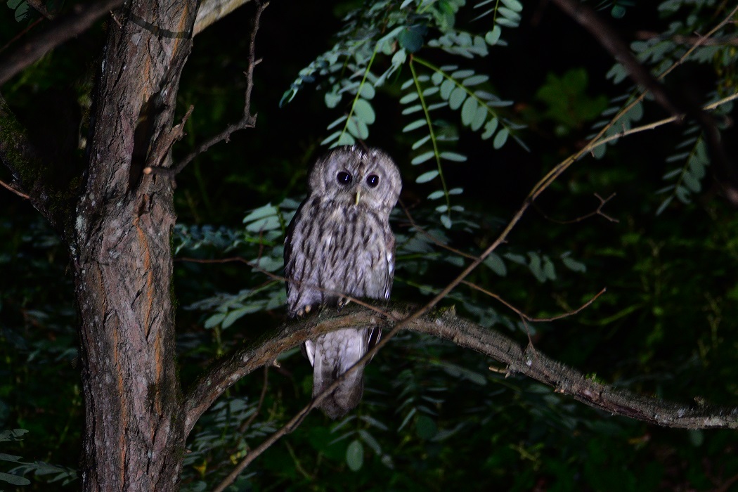 Tawny Owl