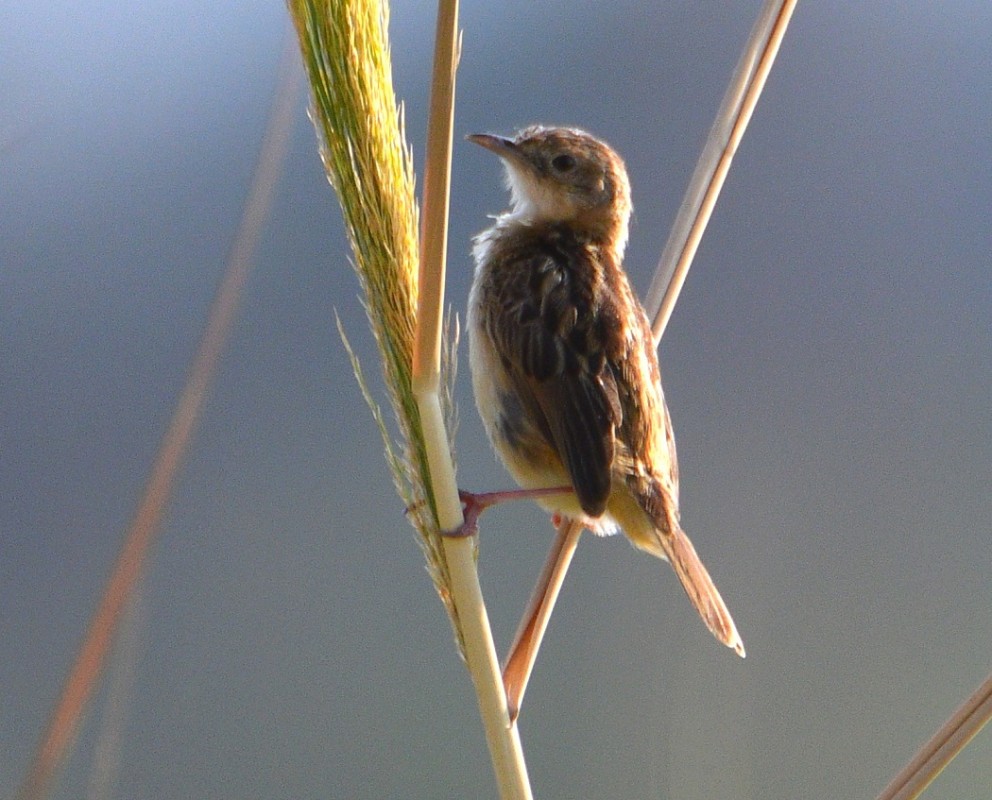 Zitting Cisticola