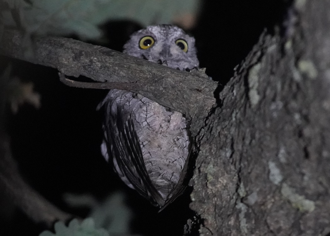 Eurasian Scops Owl