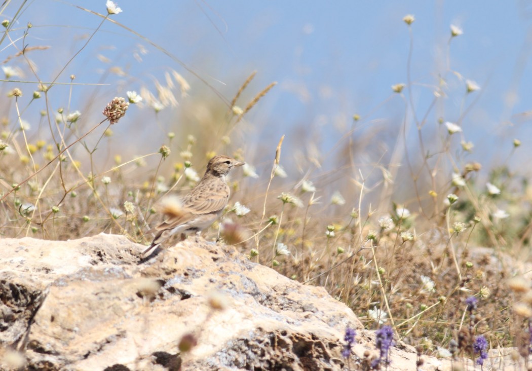 Greater Short-toed Lark