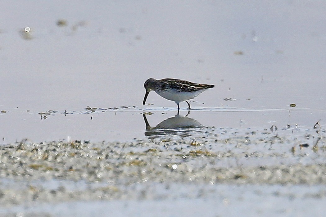 Broad-billed Sandpiper