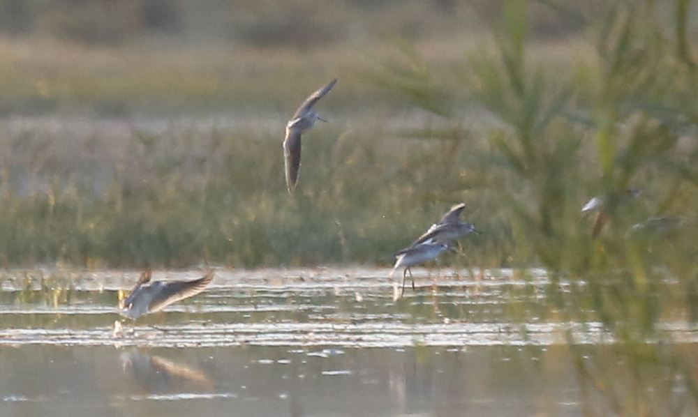 Marsh Sandpiper